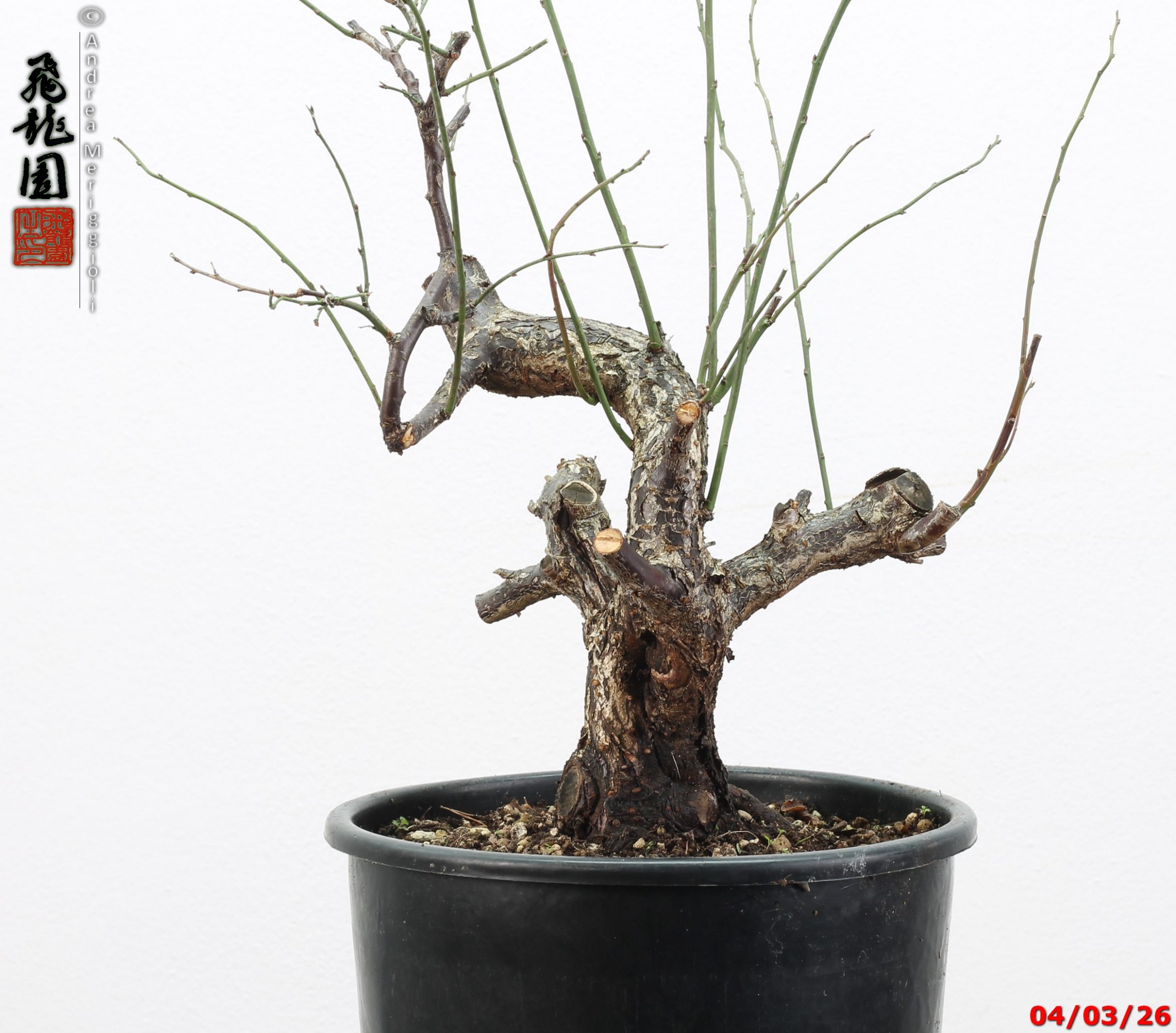 Prunus mume - immagine 9