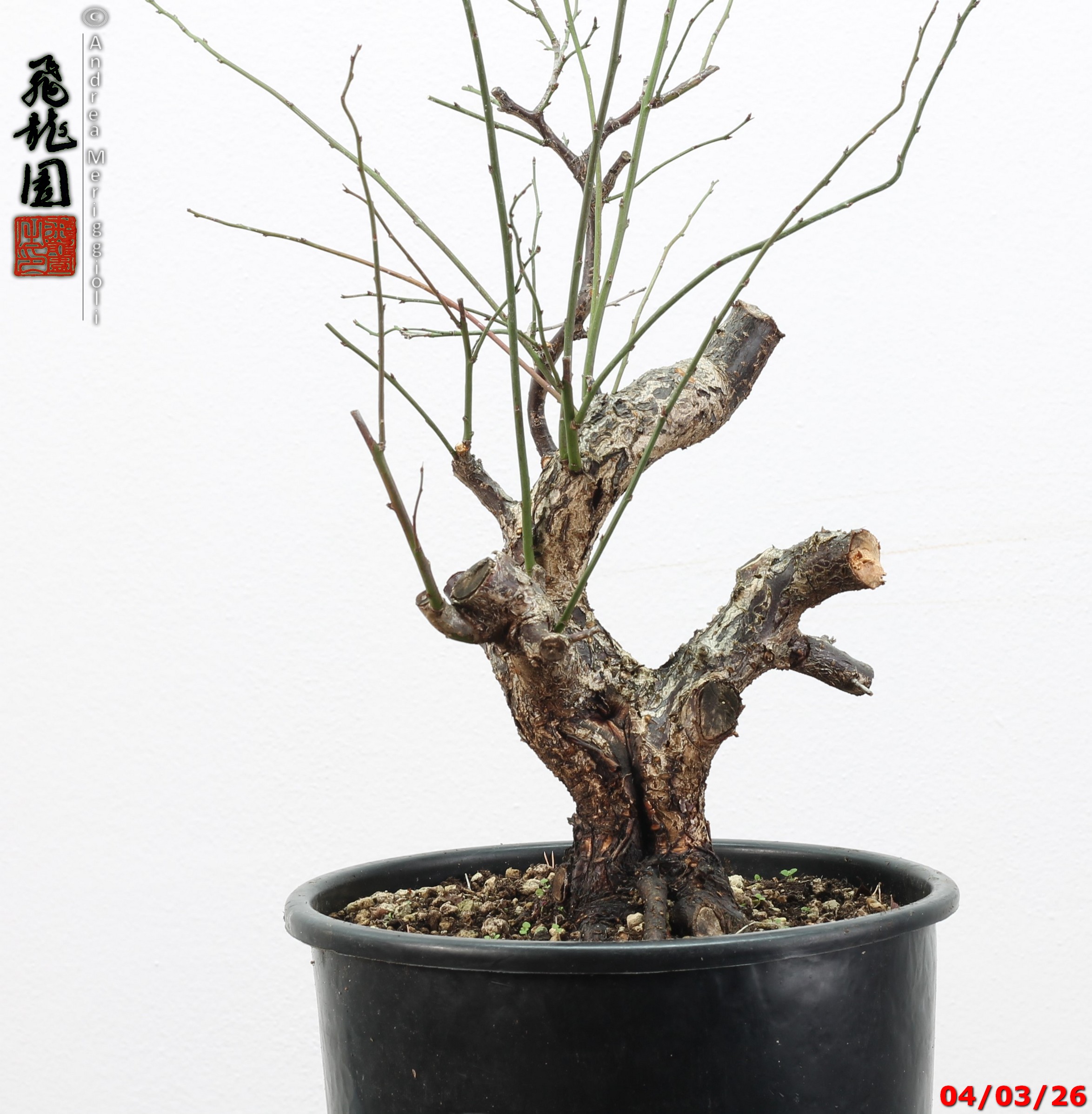 Prunus mume - immagine 6