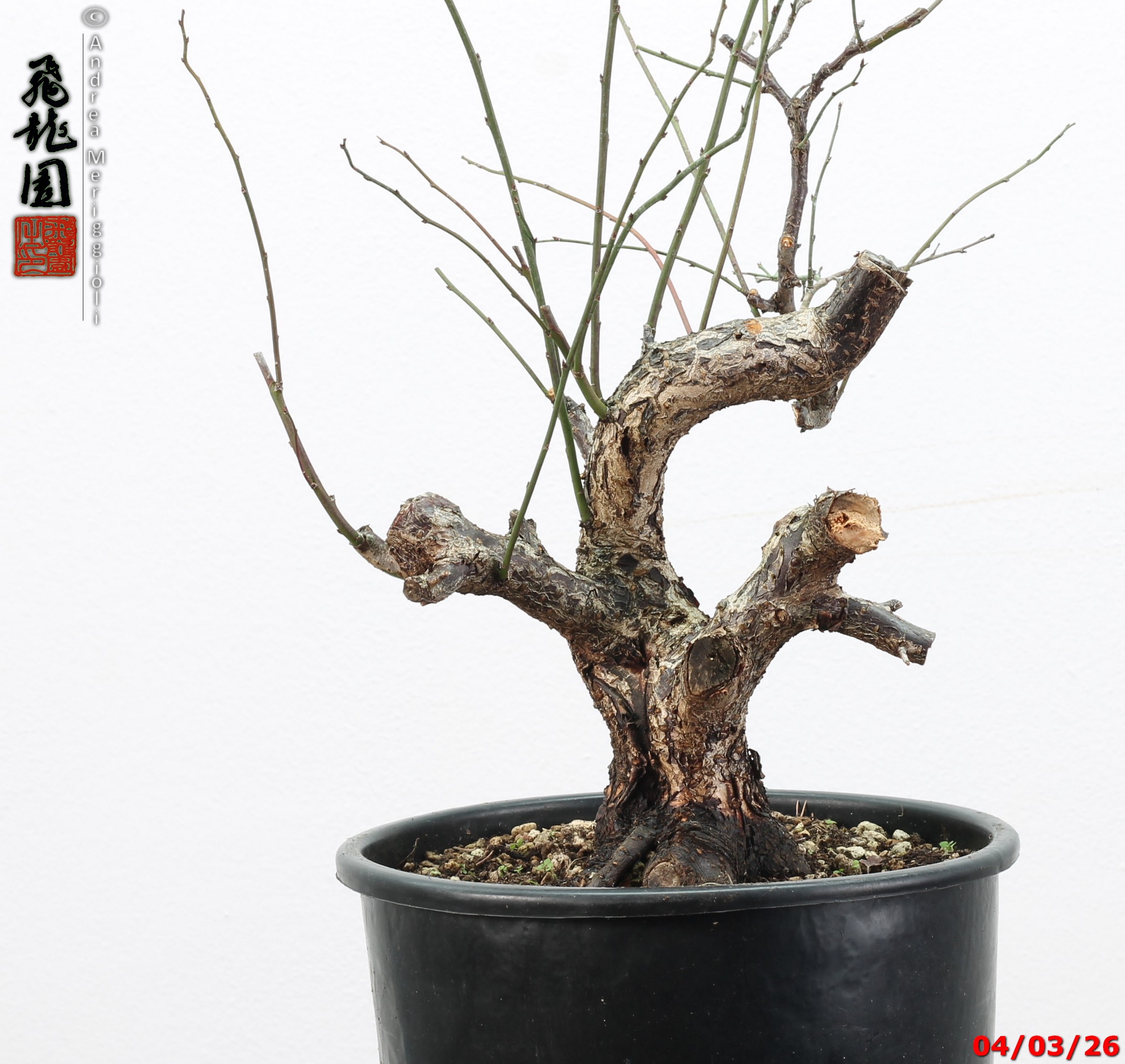 Prunus mume - immagine 5