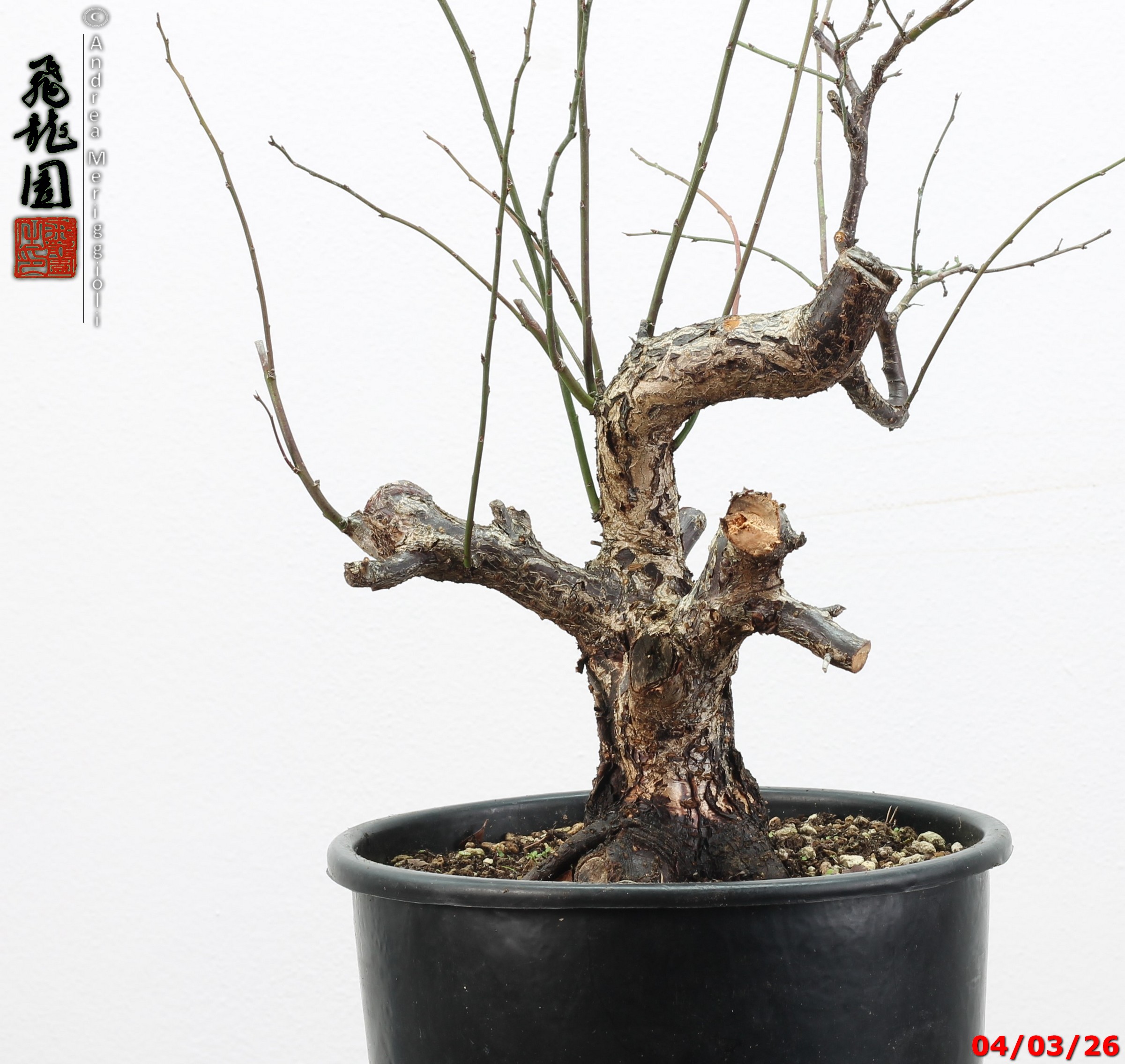 Prunus mume - immagine 4