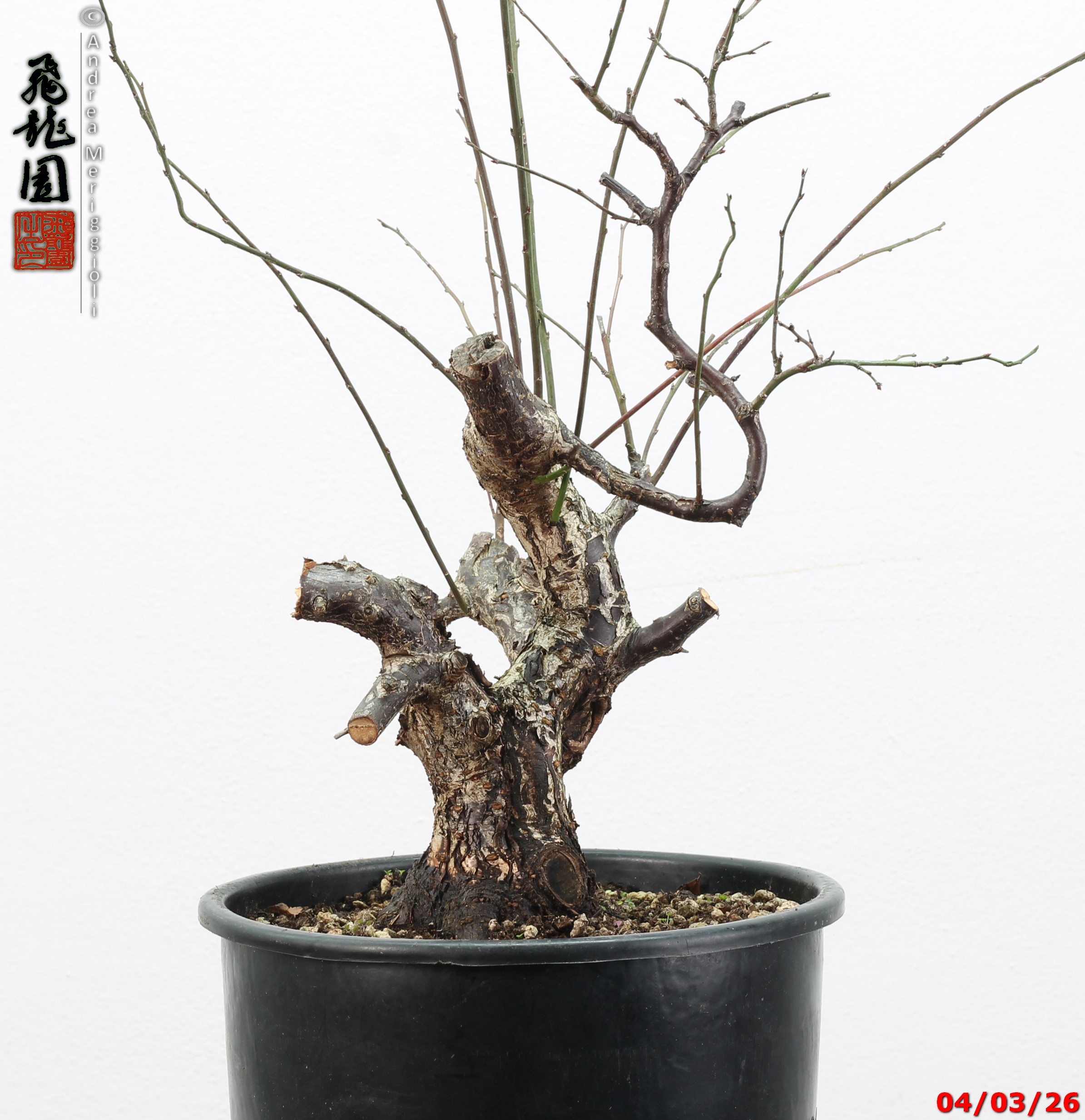 Prunus mume - immagine 2