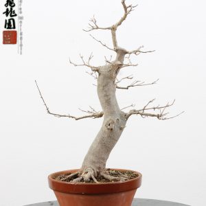 Acer buergerianum