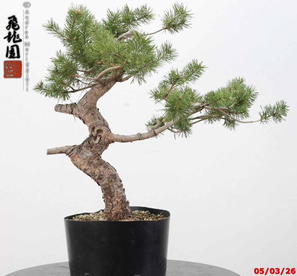 Pinus sylvestris
