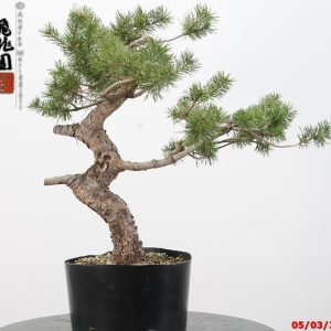 Pinus sylvestris