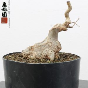 Acer buergerianum shohin