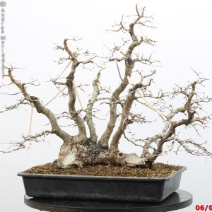 Carpinus turczaninowii