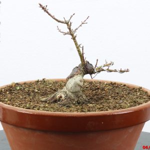 Acer palmatum kotohime shohin