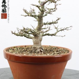 Acer palmatum kotohime shohin
