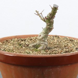 Acer palmatum kotohime shohin