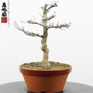 Acer palmatum kotohime