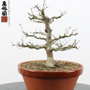 Acer palmatum kotohime