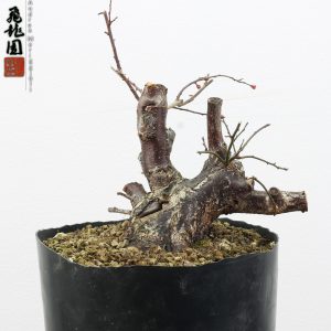 Prunus mume shohin