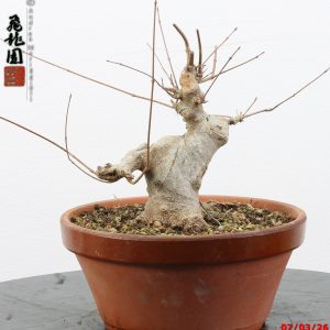 Acer buergerianum shohin