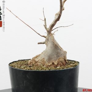 Acer buergerianum shohin
