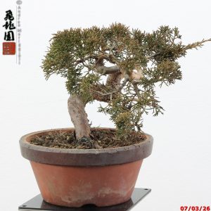 Juniperus itoigawa shohin