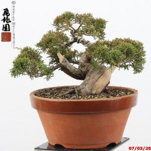 Juniperus itoigawa shohin