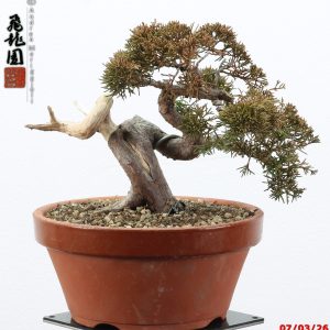 Juniperus itoigawa shohin