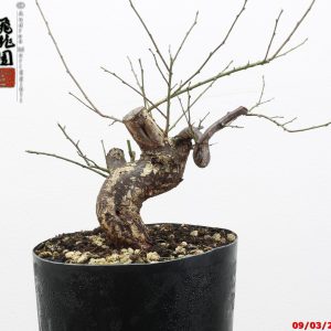Prunus mume shohin