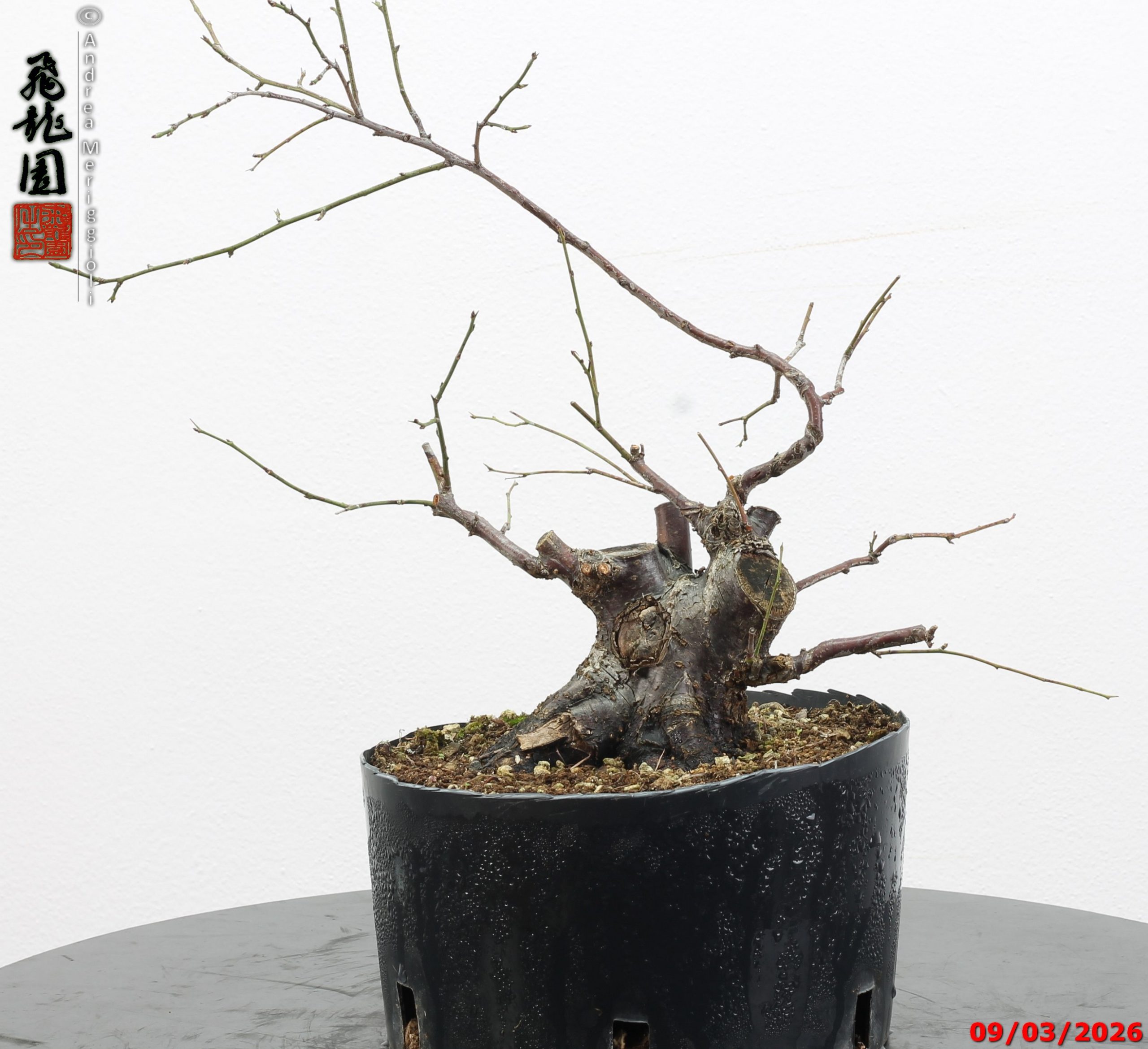 Prunus mume shohin - immagine 12