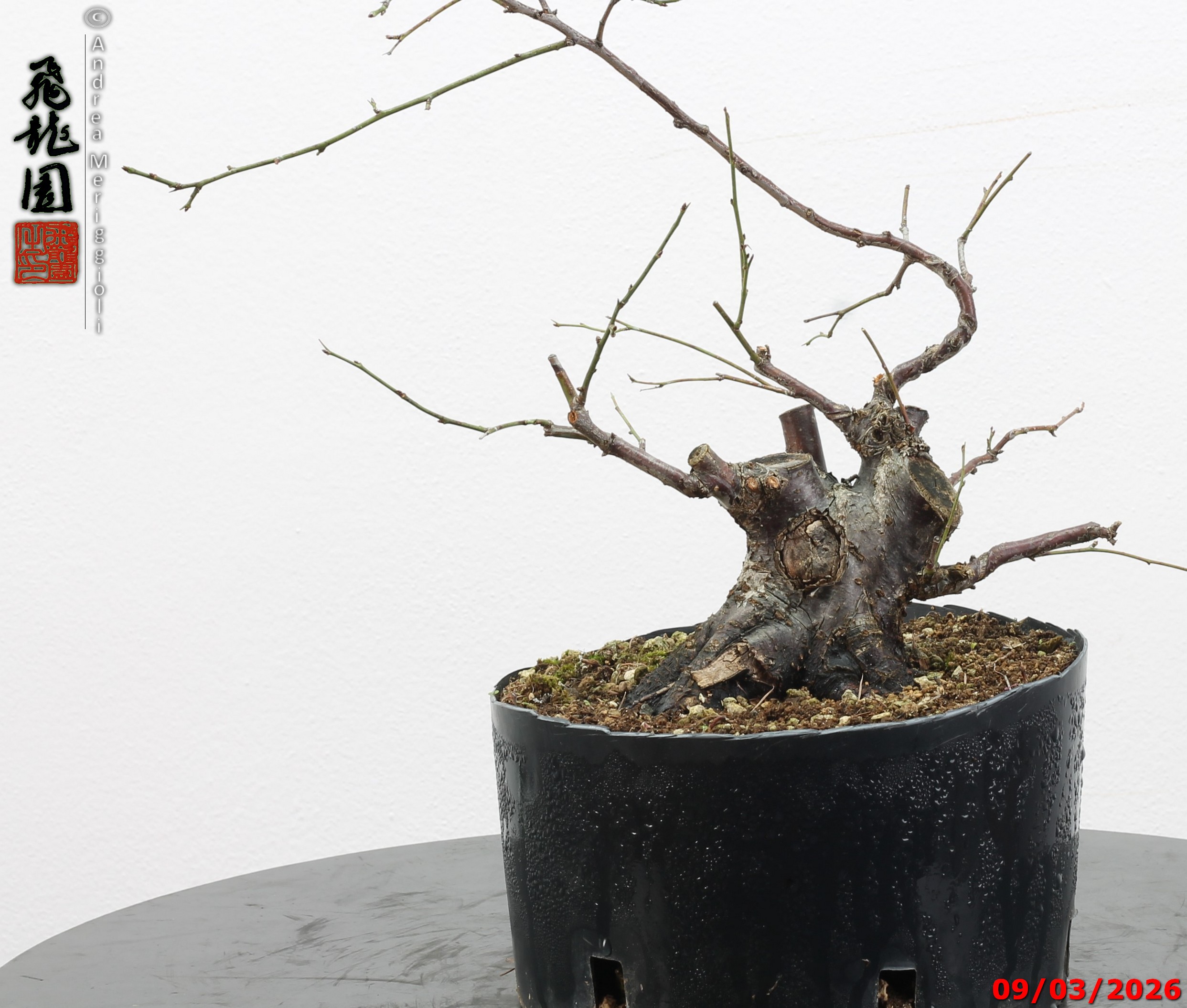 Prunus mume shohin - immagine 11