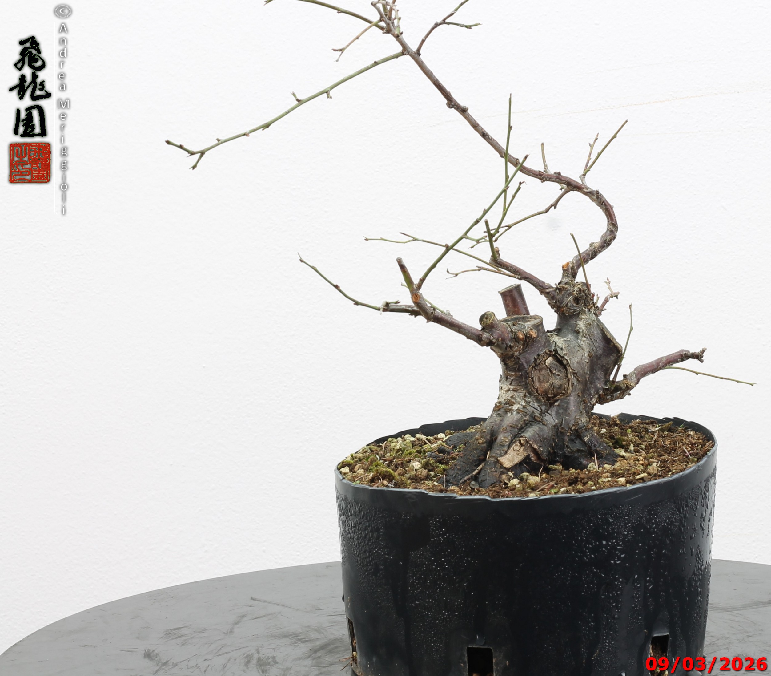 Prunus mume shohin - immagine 10