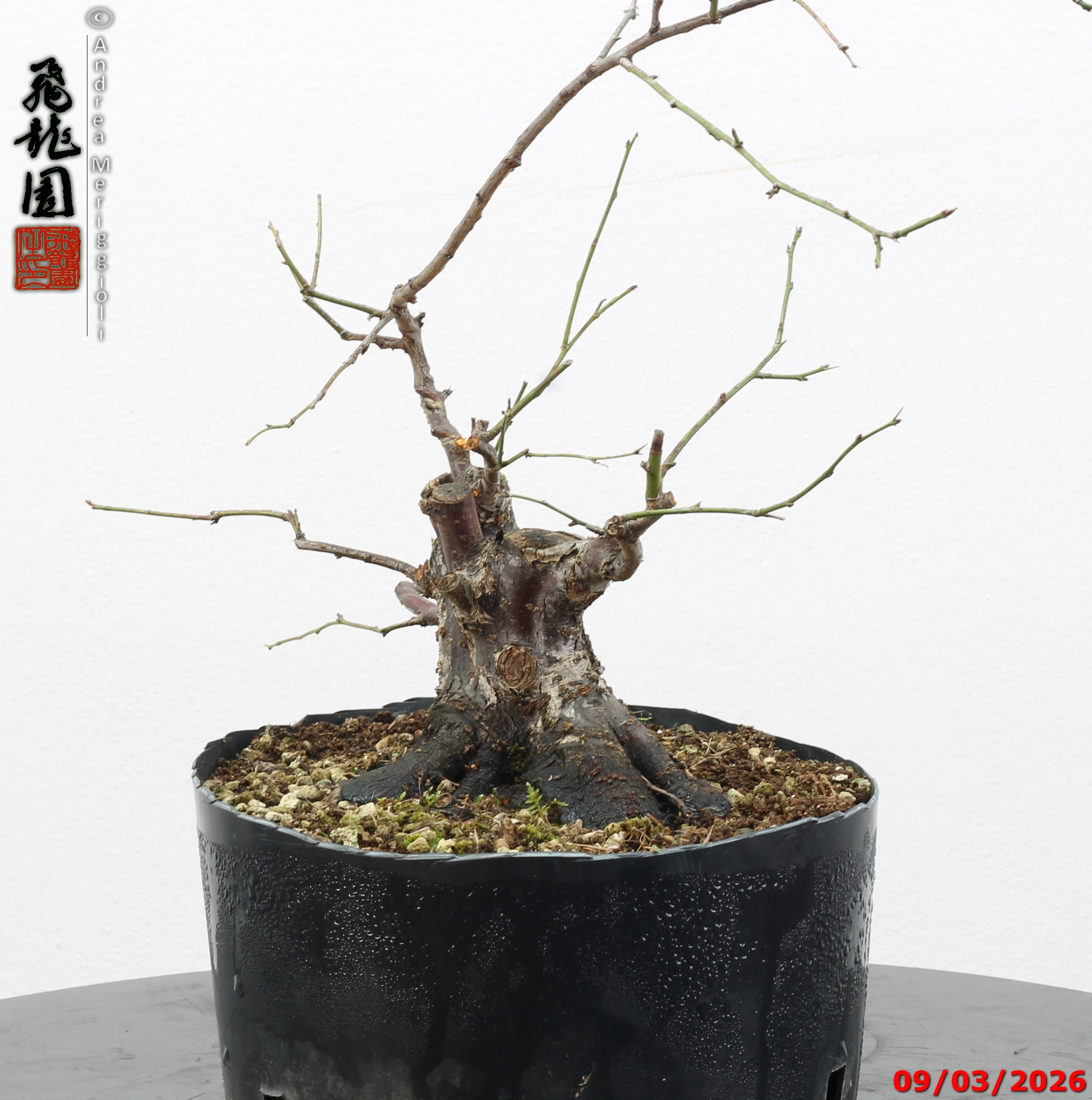 Prunus mume shohin - immagine 9