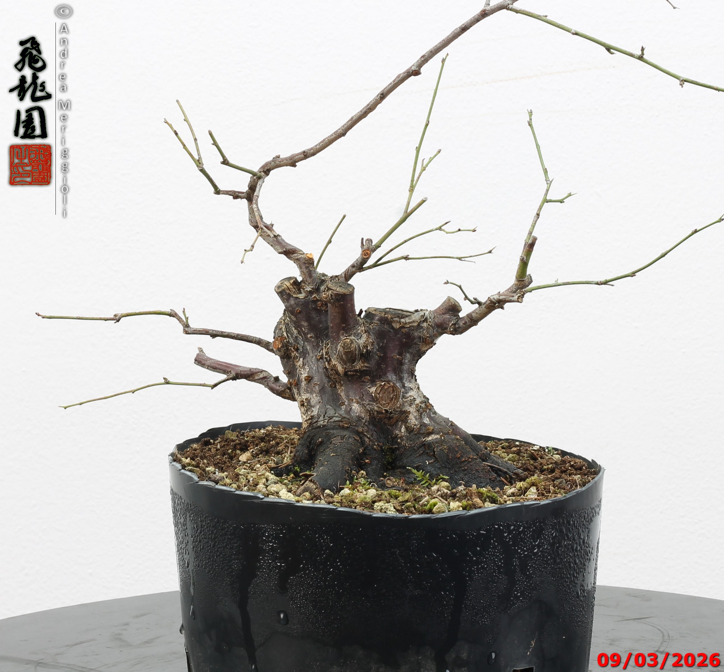 Prunus mume shohin - immagine 8