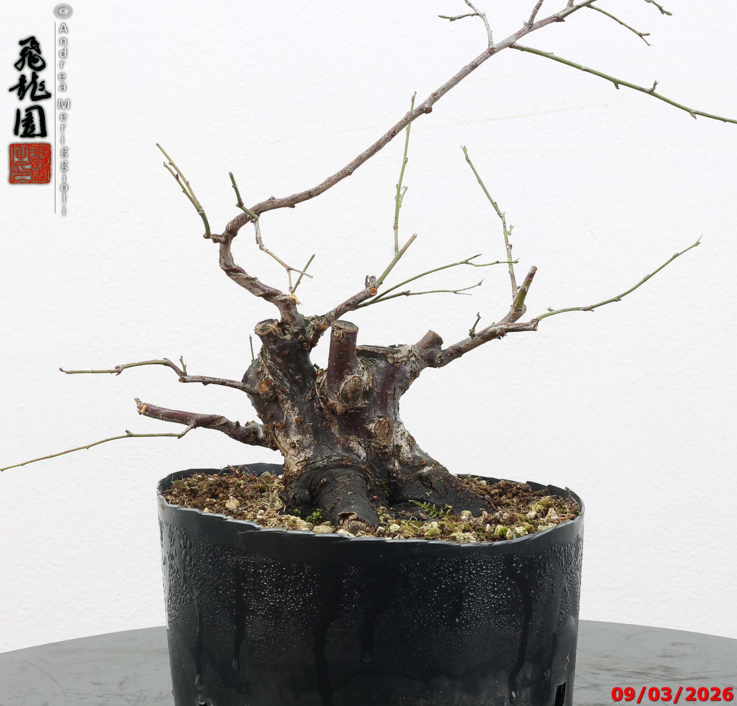 Prunus mume shohin - immagine 7