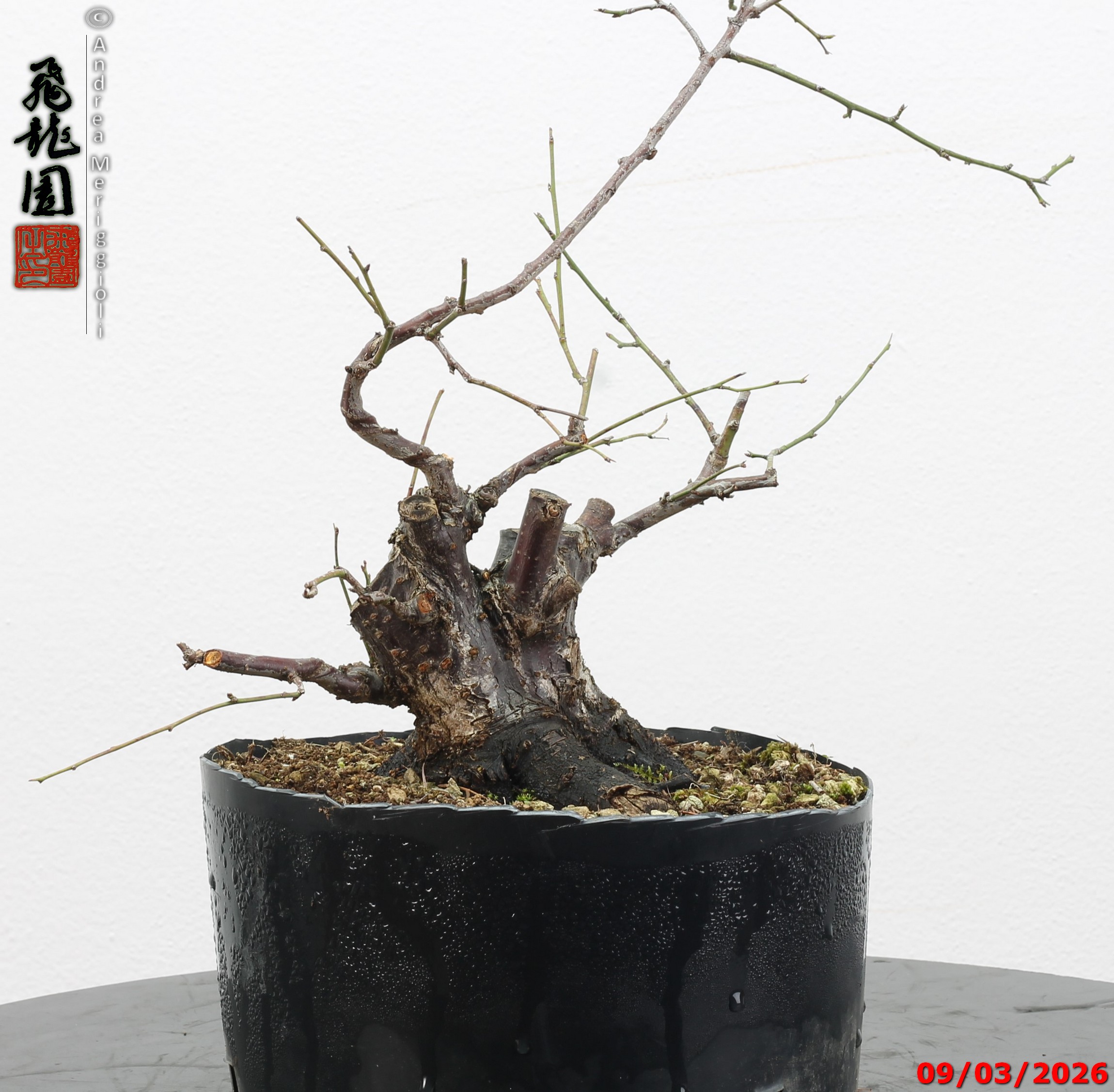 Prunus mume shohin - immagine 6
