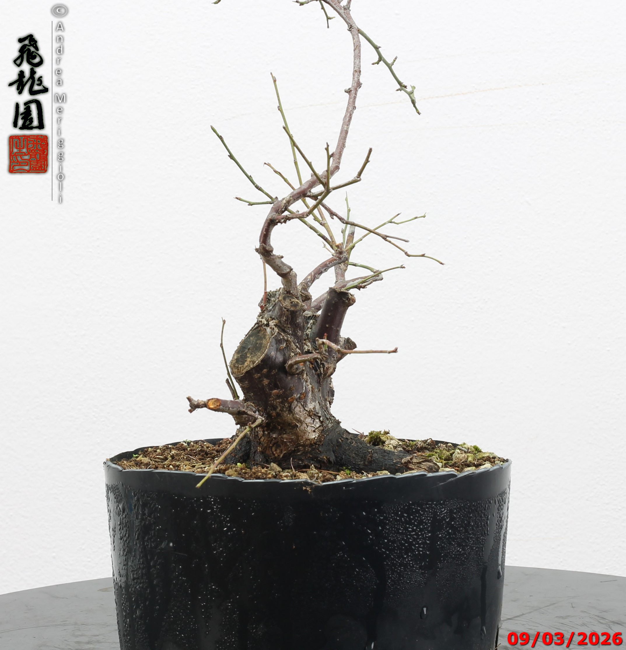 Prunus mume shohin - immagine 5
