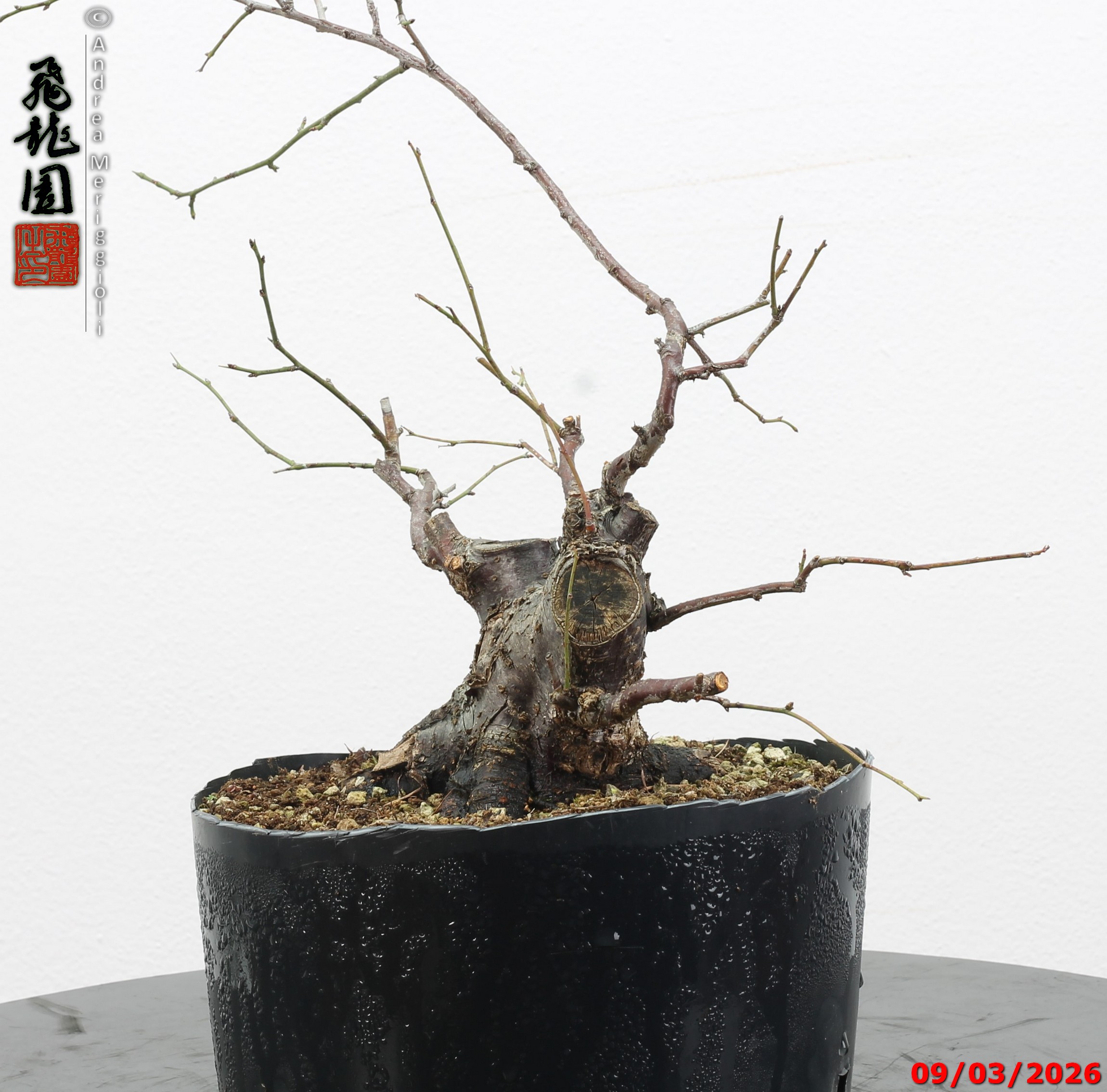 Prunus mume shohin - immagine 4