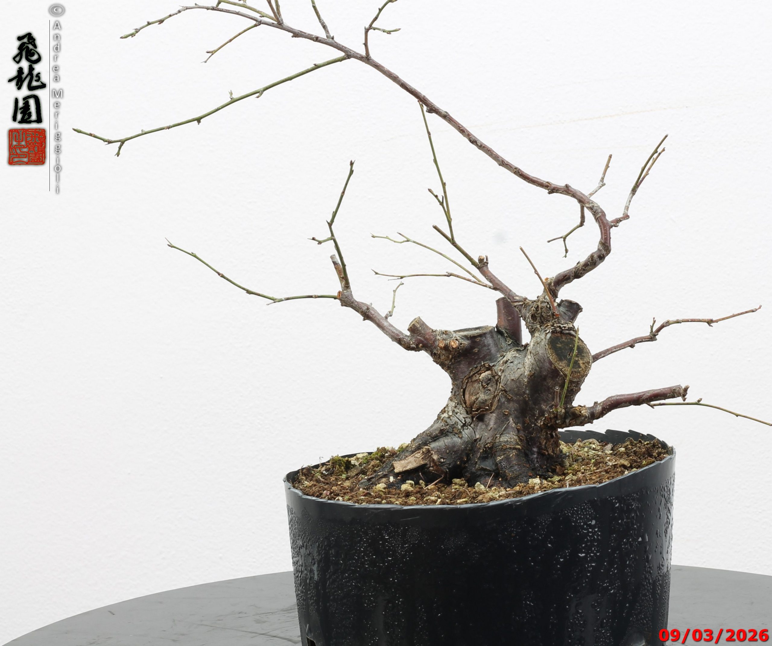 Prunus mume shohin - immagine 3