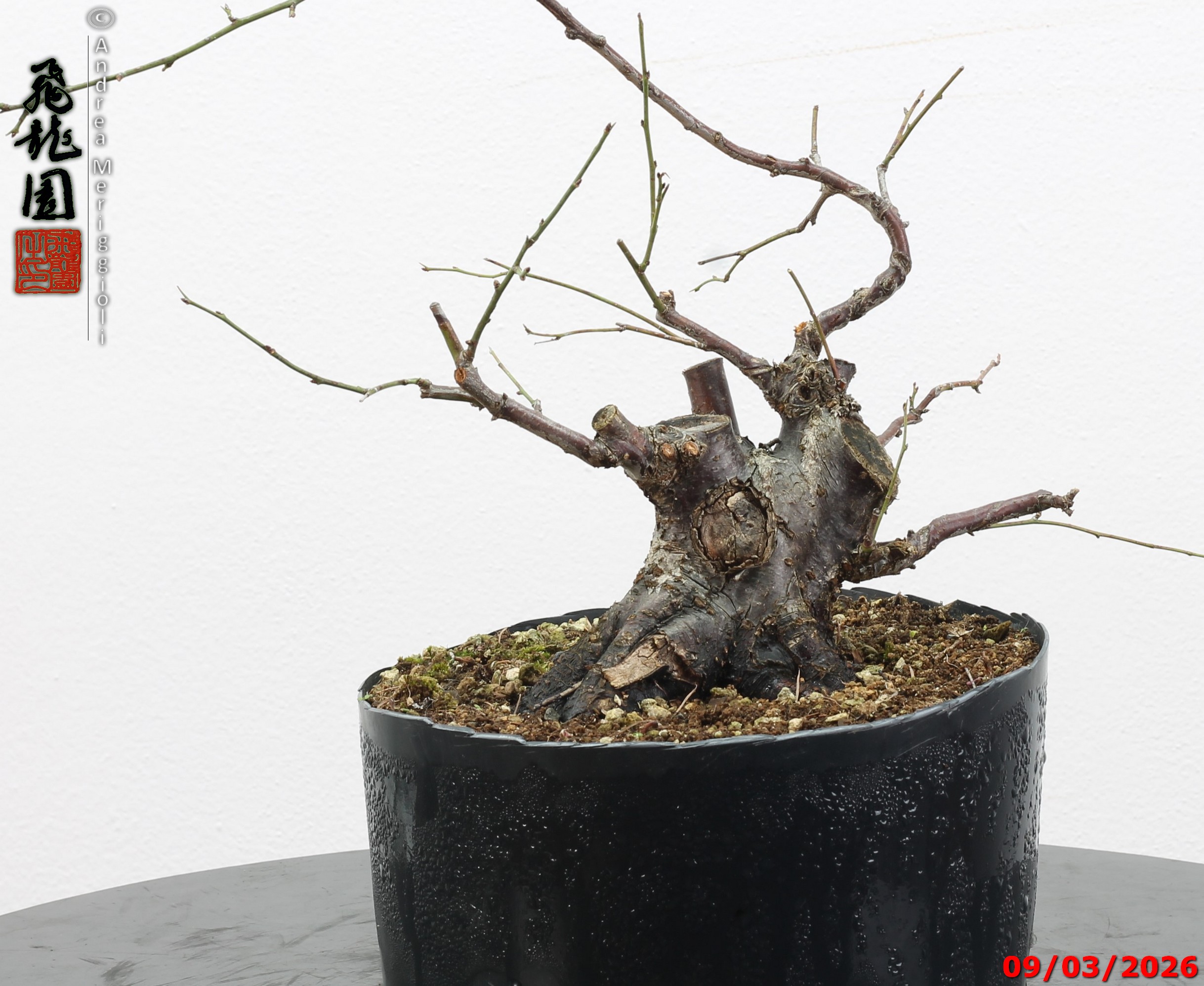 Prunus mume shohin - immagine 2