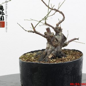 Prunus mume shohin