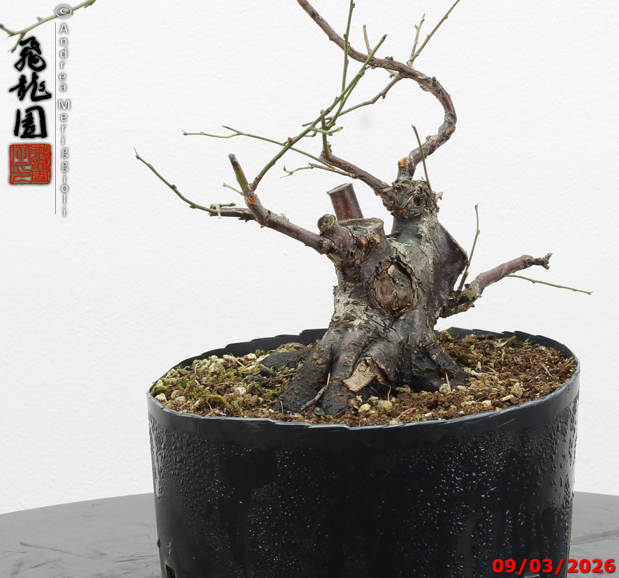 Prunus mume shohin