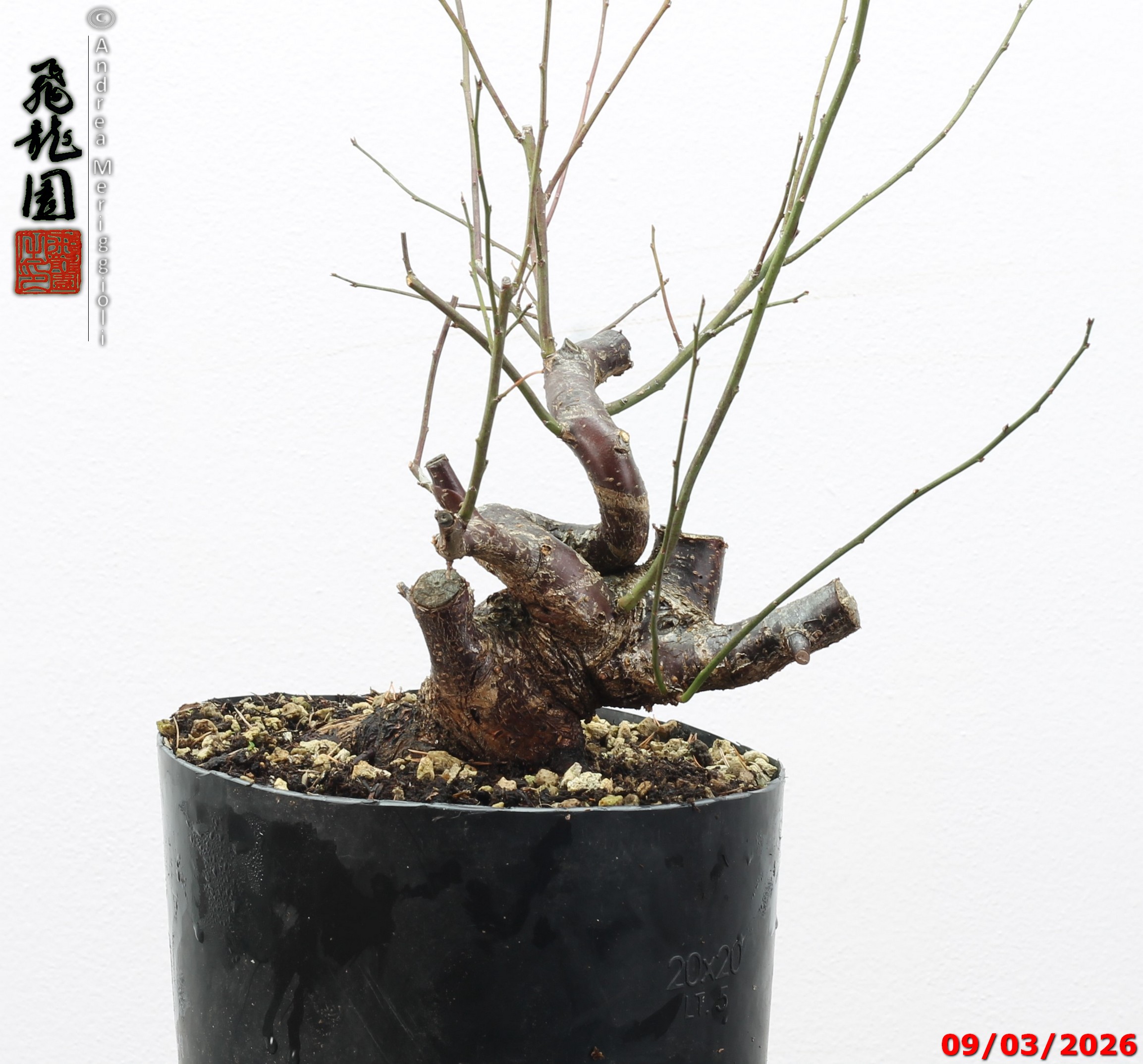 Prunus mume shohin - immagine 11