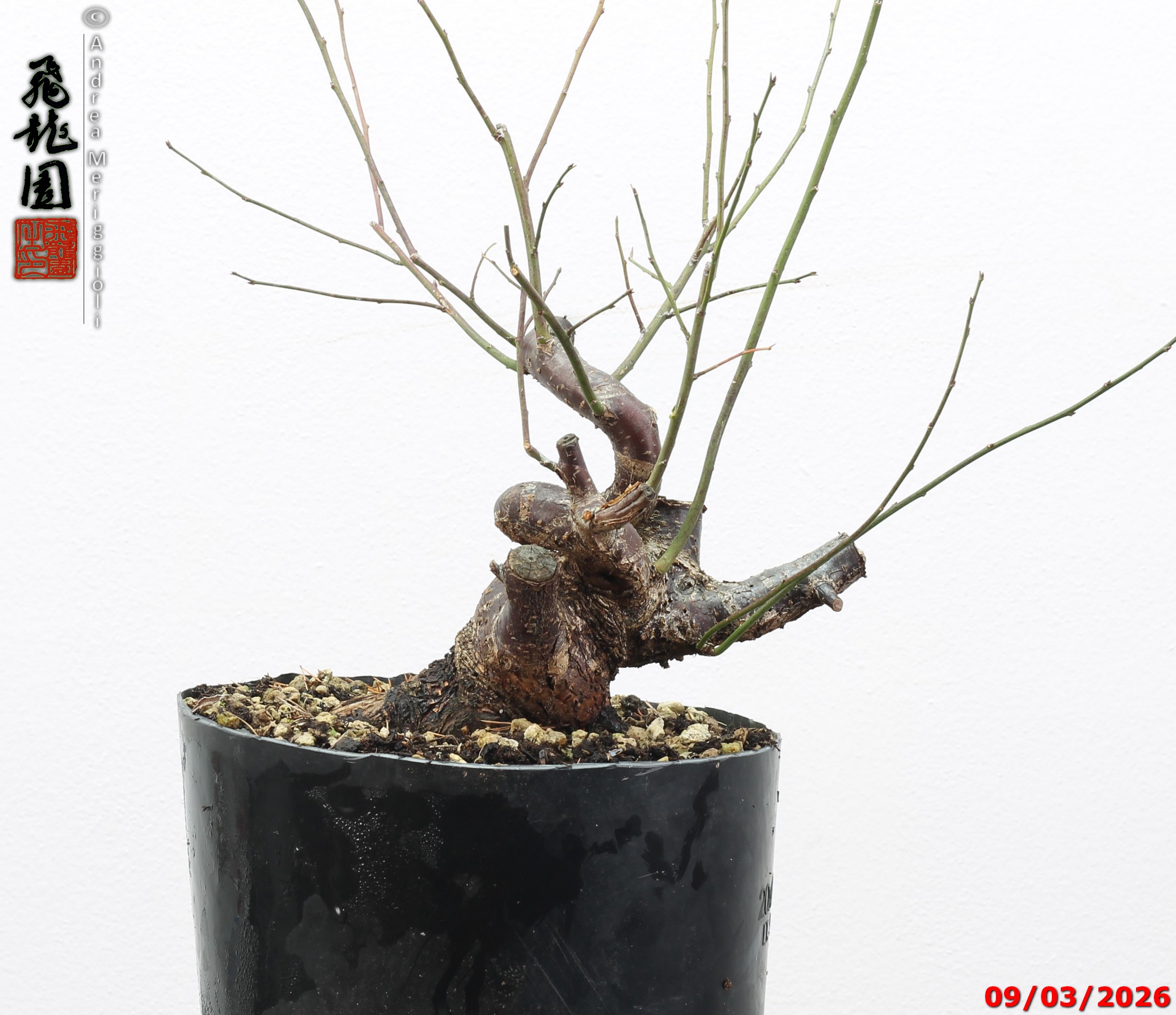 Prunus mume shohin - immagine 10