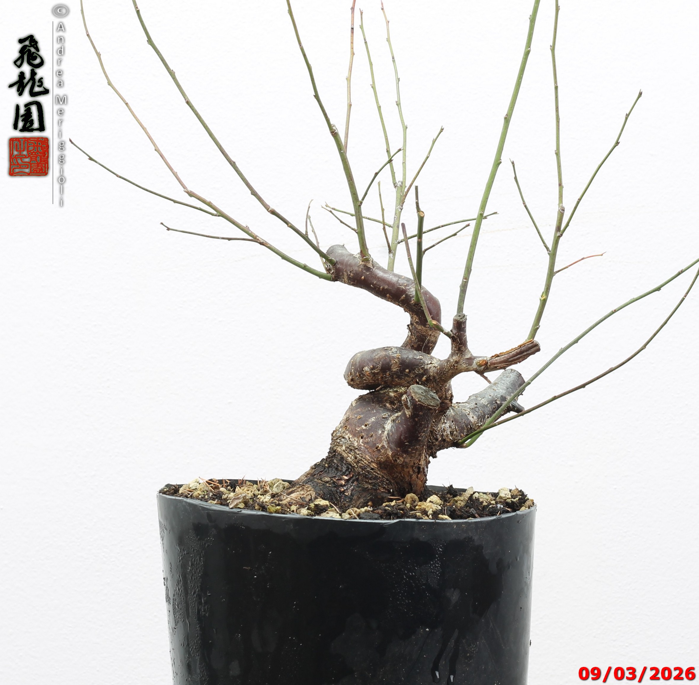 Prunus mume shohin - immagine 9