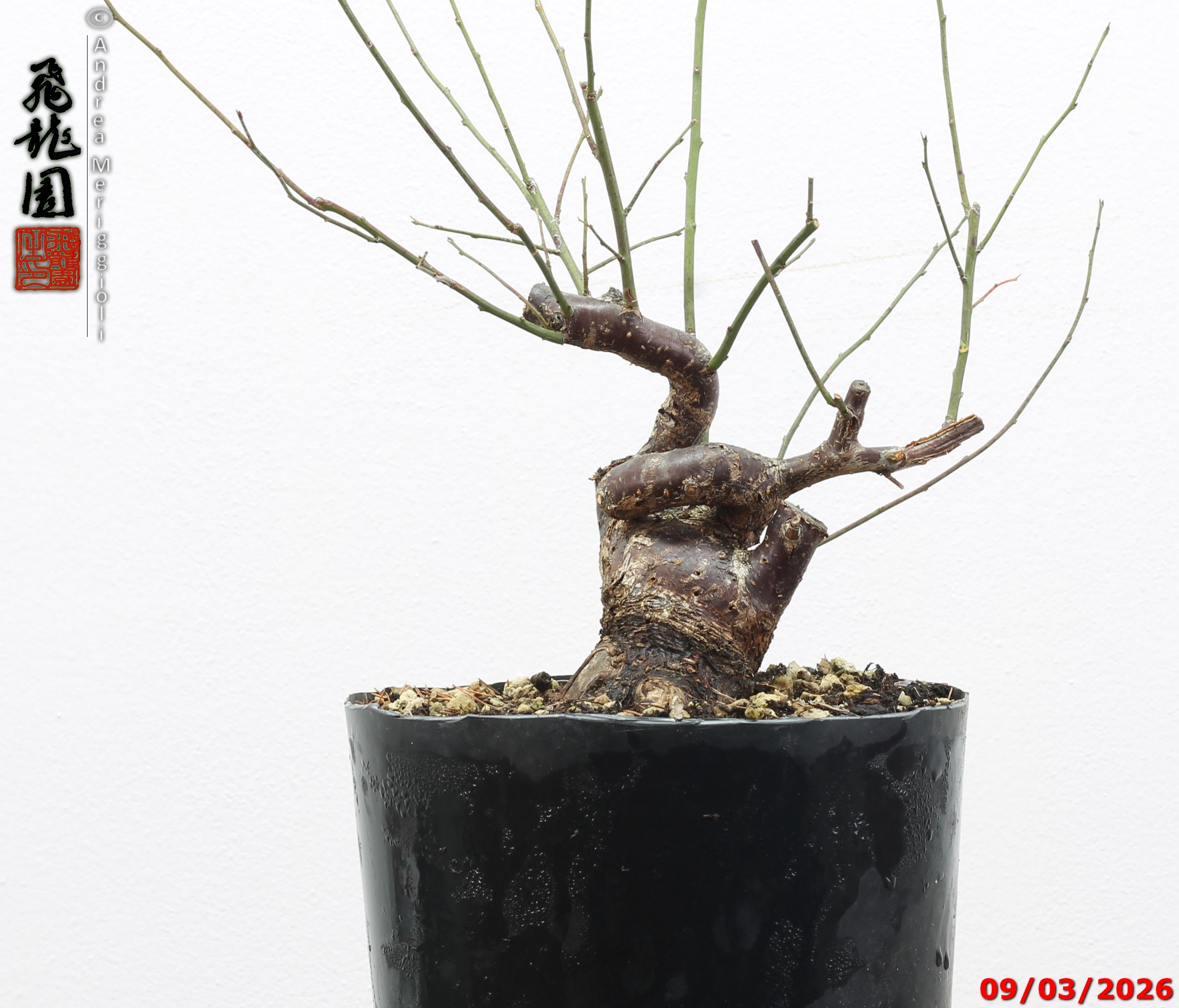 Prunus mume shohin - immagine 8