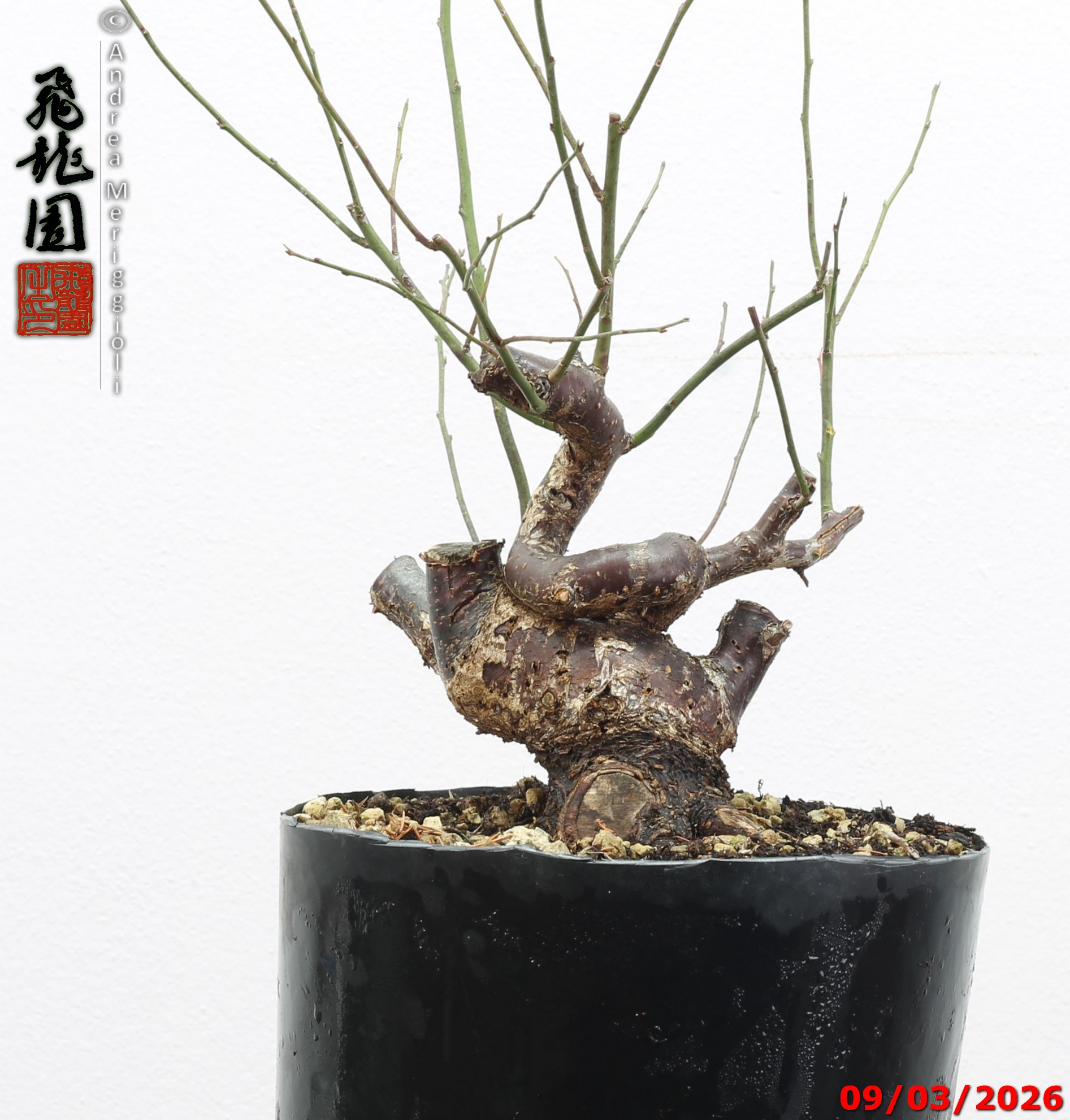 Prunus mume shohin - immagine 7