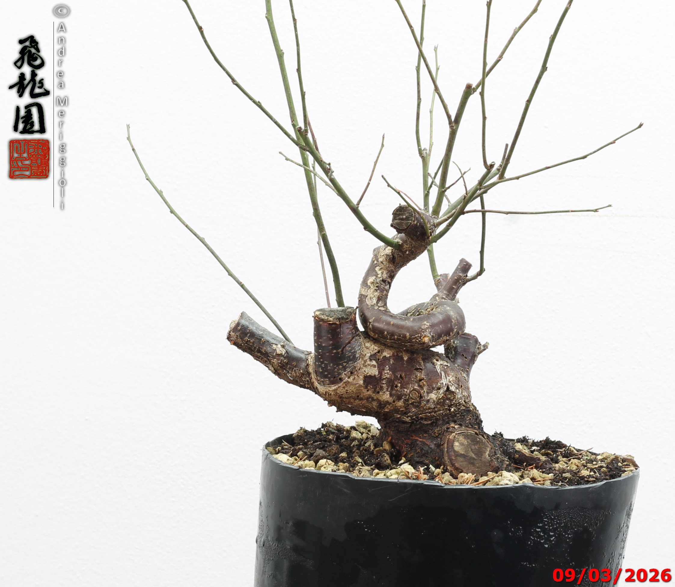 Prunus mume shohin - immagine 6