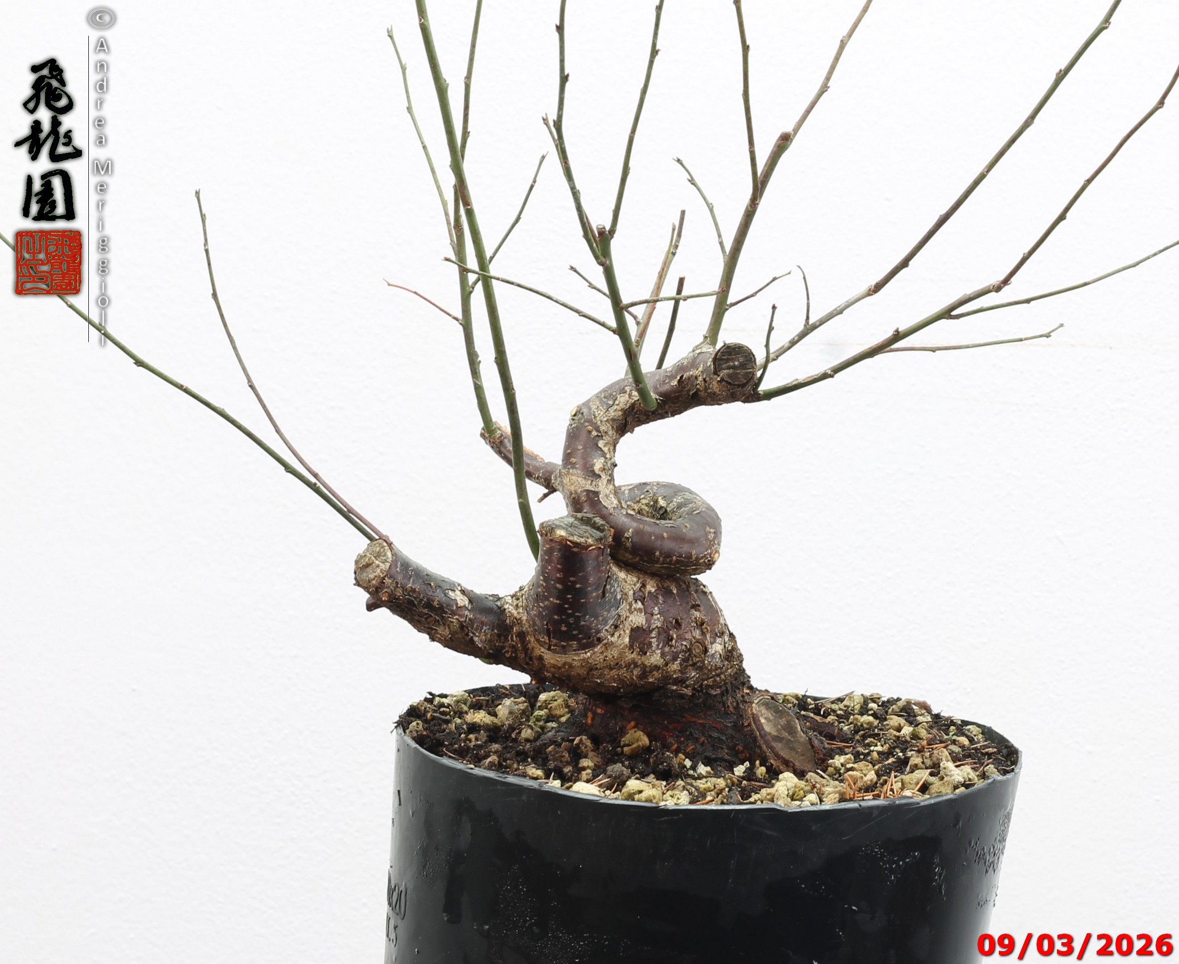 Prunus mume shohin - immagine 5