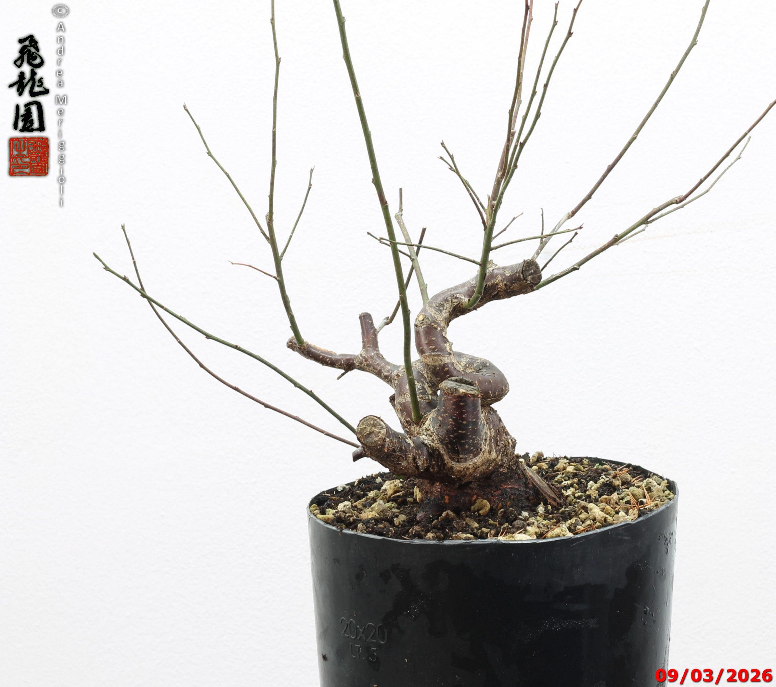 Prunus mume shohin - immagine 4
