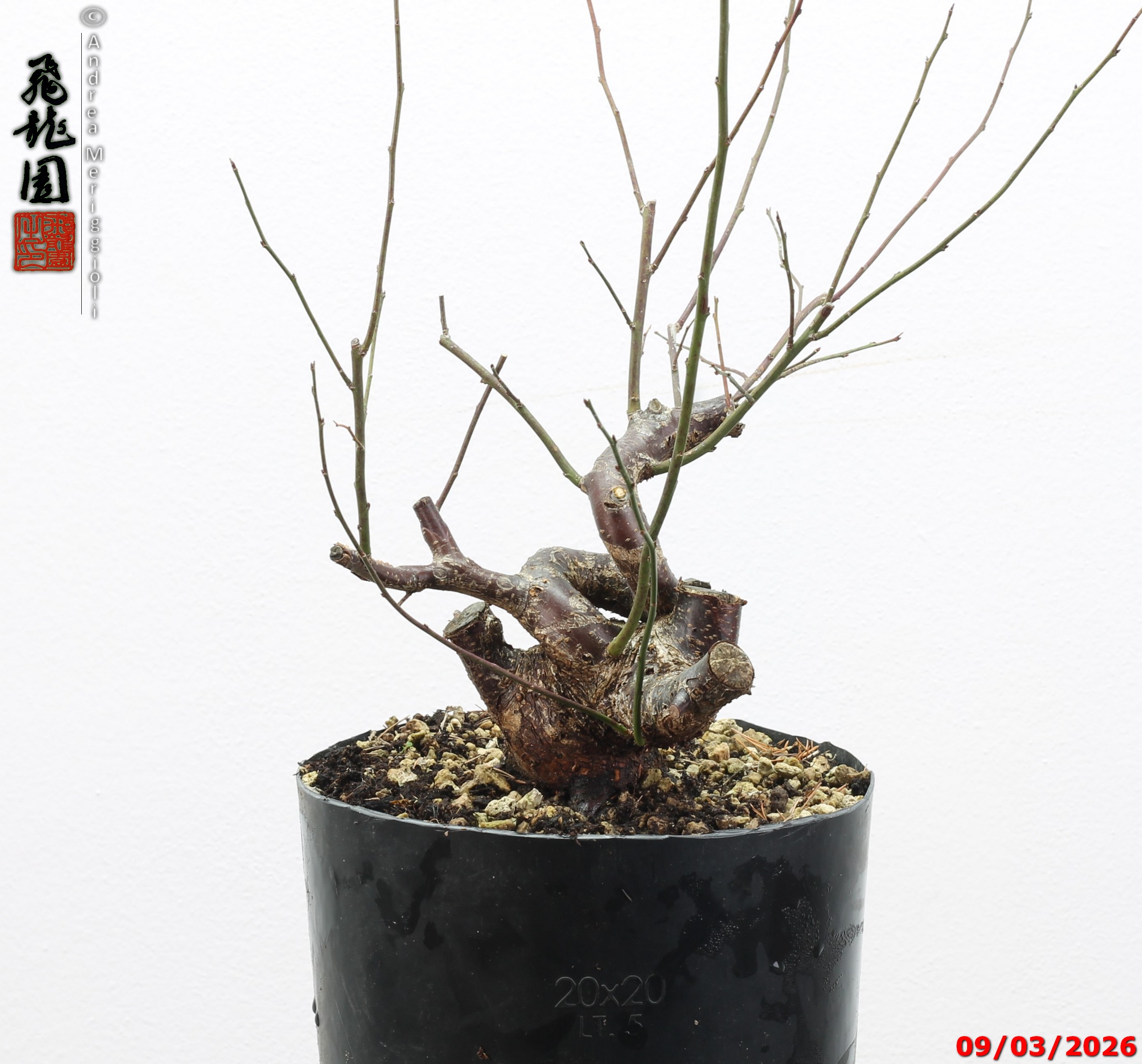 Prunus mume shohin - immagine 3