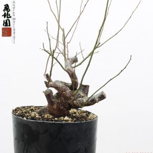 Prunus mume shohin