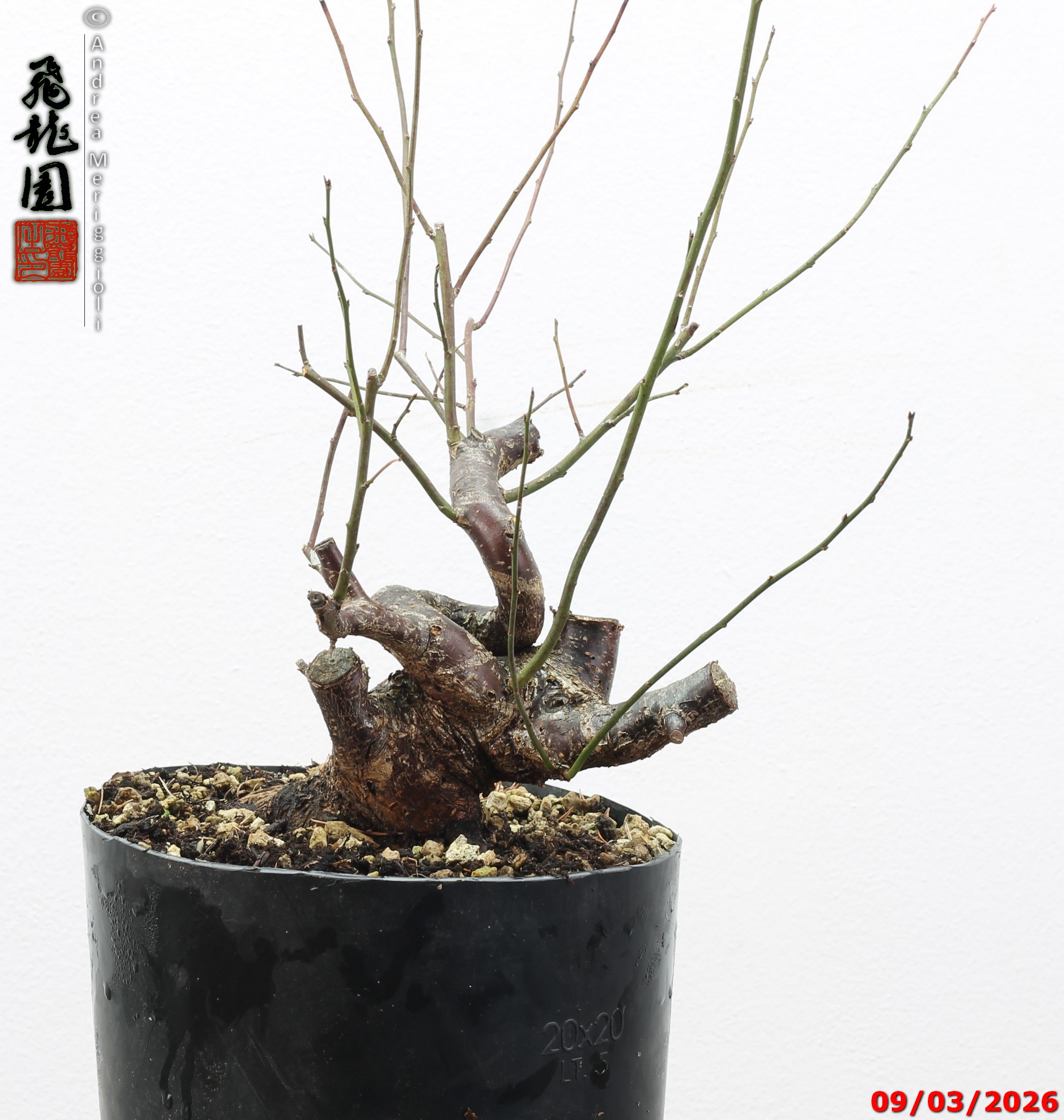 Prunus mume shohin