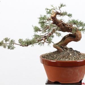 Juniperus itoigawa shohin