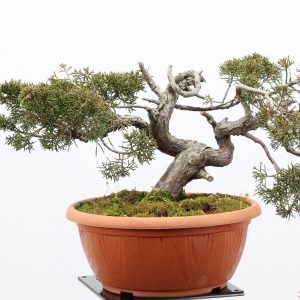 Juniperus itoigawa shohin
