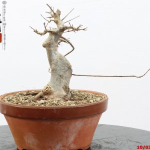 Acer buergerianum shohin