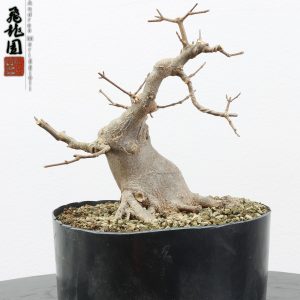 Acer buergerianum shohin